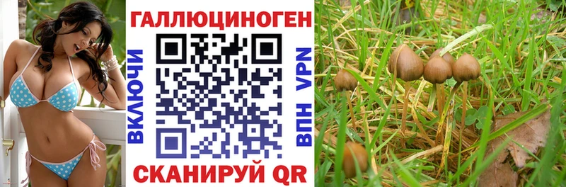 где продают   Горячий Ключ  Галлюциногенные грибы Cubensis 